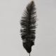 Black Ostrich Feathers