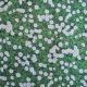 Daisies Printed Cotton Fabric (CC426)