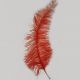 Red Ostrich Feathers