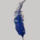 Royal Ostrich Feathers